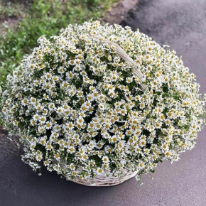 Композиция в корзине из 151 ромашки в Егорьевске