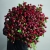 Монобукет из 75 кустовых роз Марун (70 см) в Егорьевске