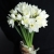Букет из 25 нарциссов в Егорьевске